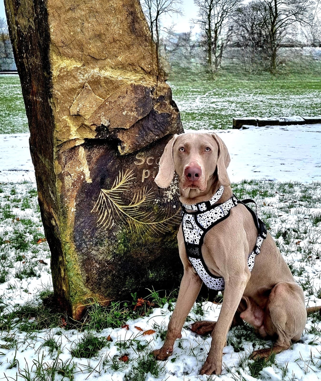Neutrals Harness - White