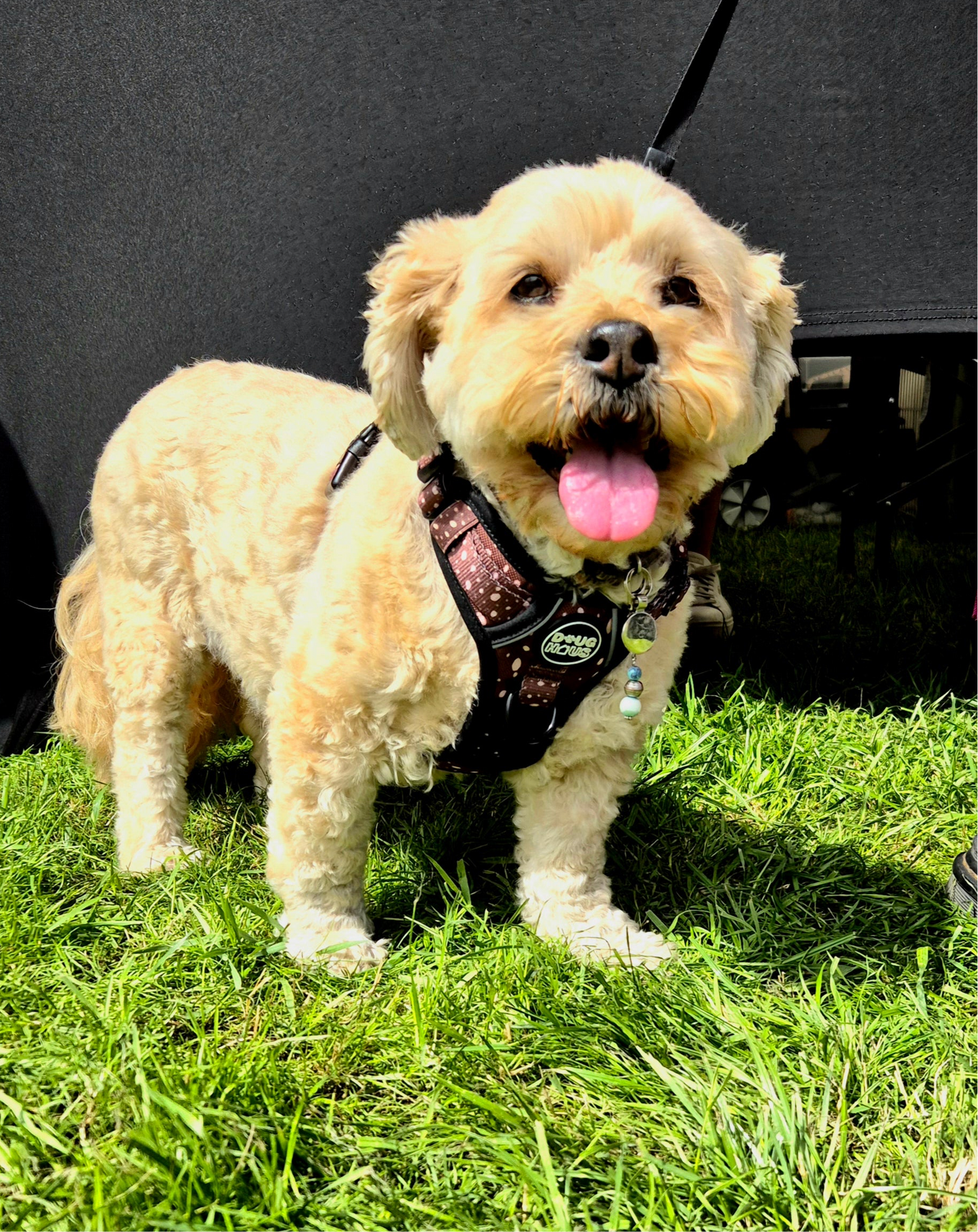 Neutrals Harness - Brown