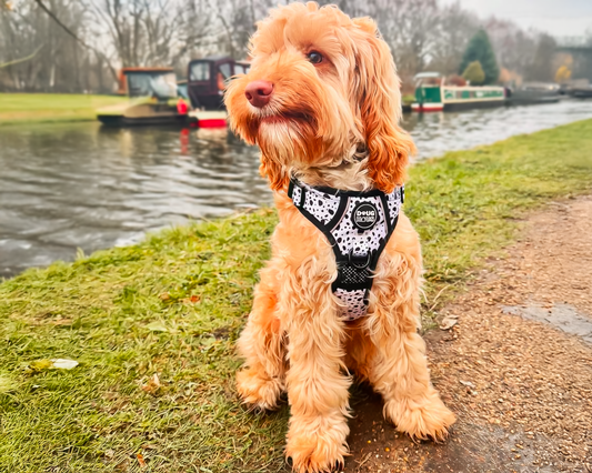 The Must-Have Dog Harness: Style, Comfort & Functionality in One