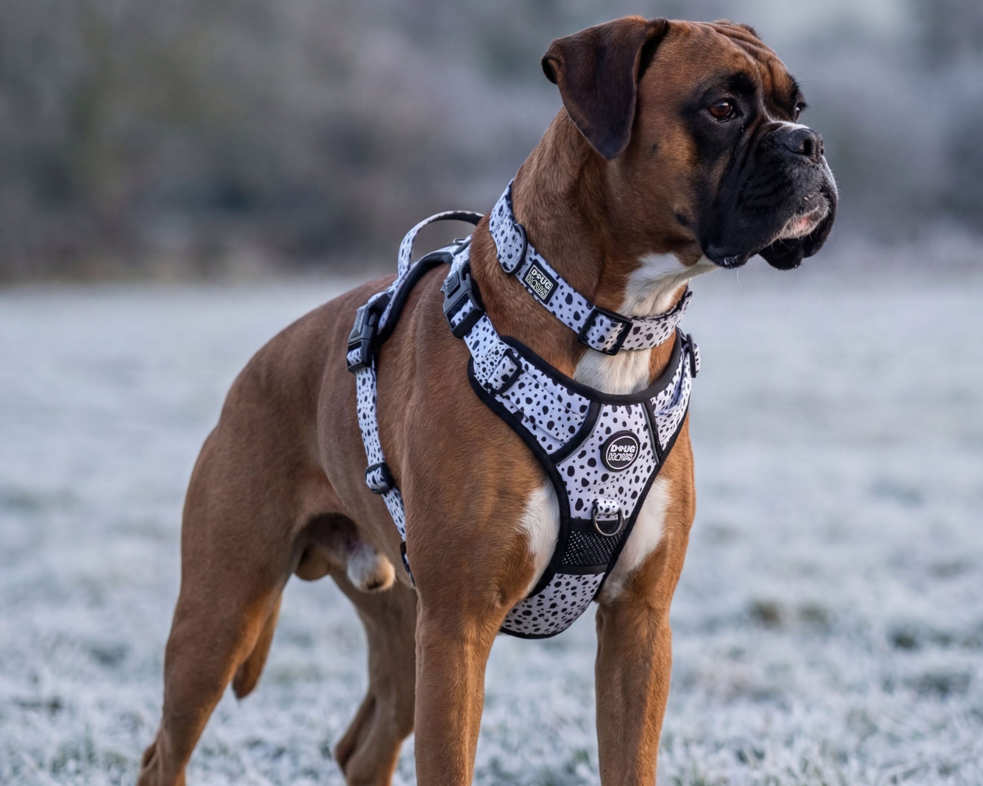 Minimalist dog harness for everyday walks