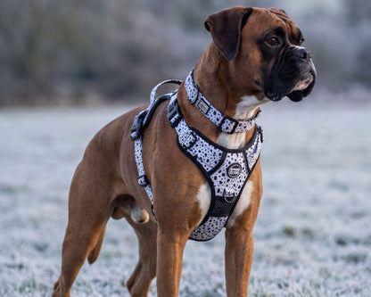 Minimalist dog harness for everyday walks
