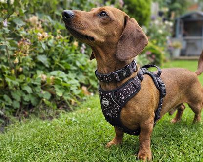 Chocolate brown dog wearing adjustable padded harness