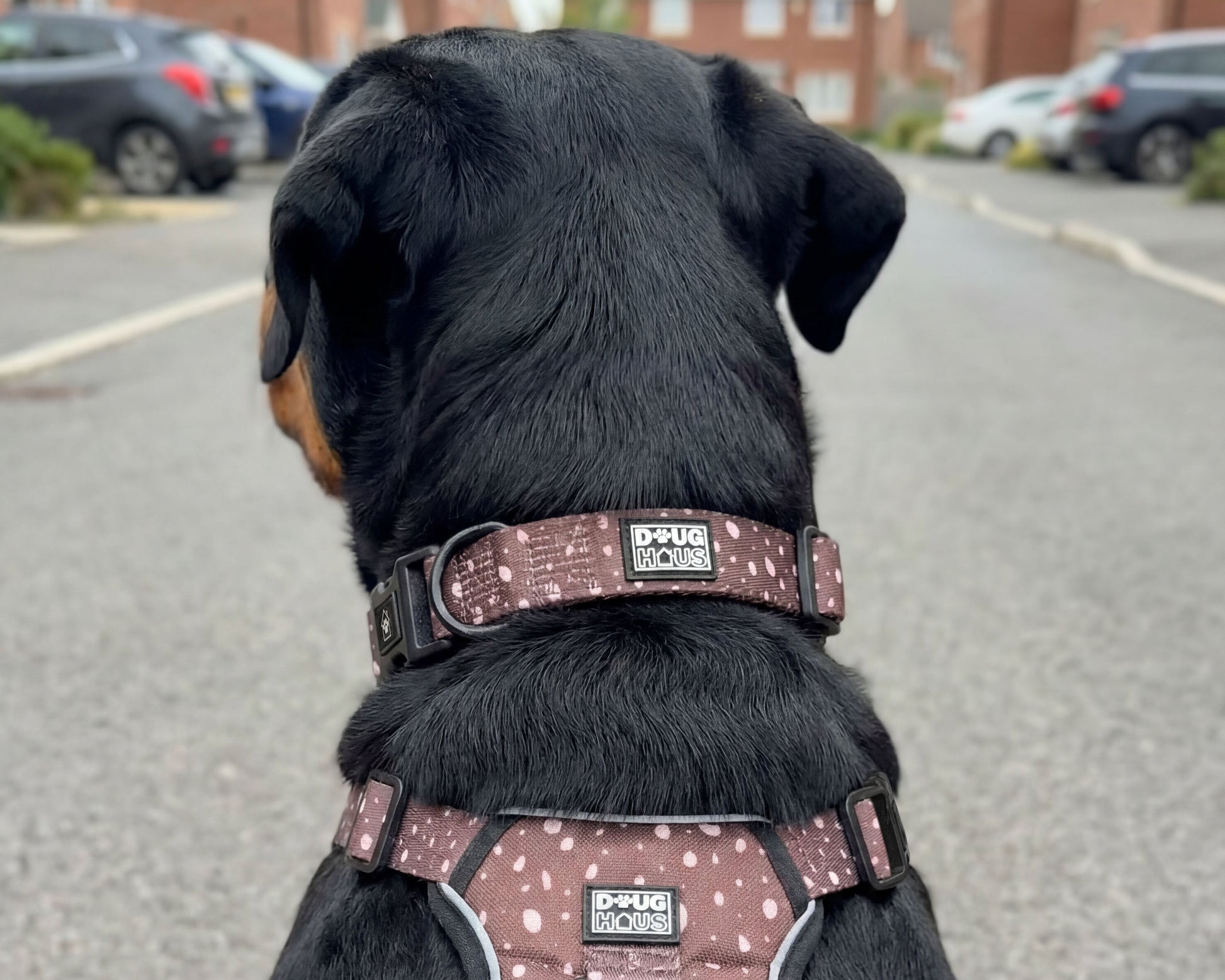 Comfortable adjustable dog collar for everyday walks
