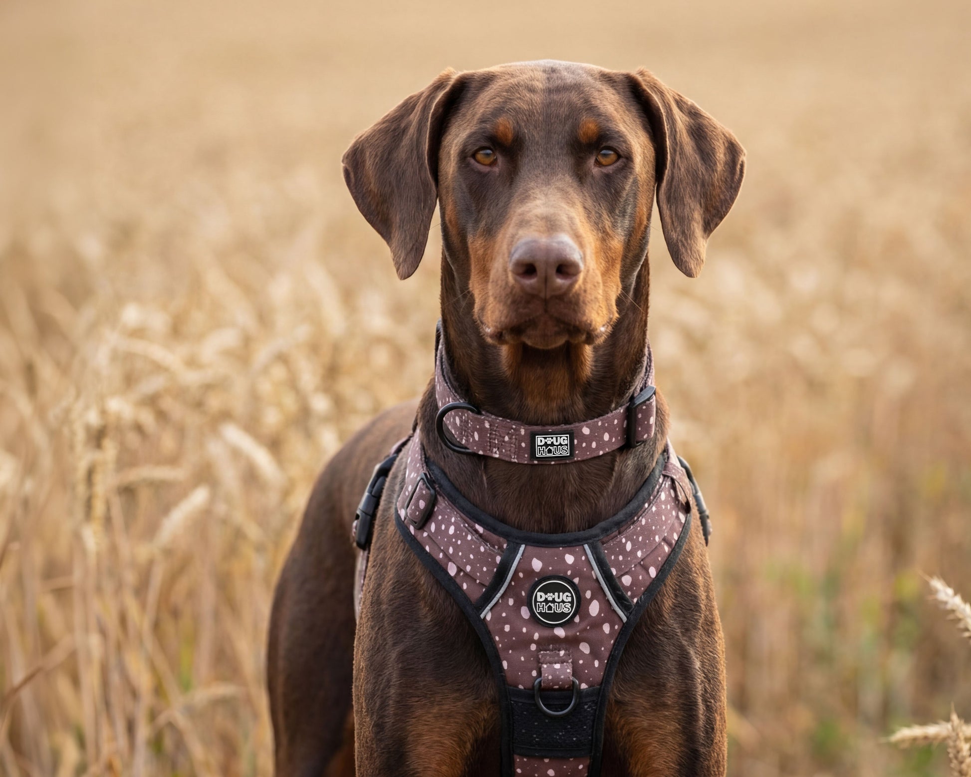 Premium adjustable neutral dog harness by Doug Haus