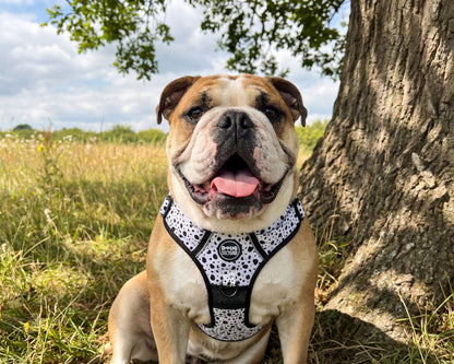 Adjustable Dog Harness | Premium Neutral Dog Harness for Everyday Walks