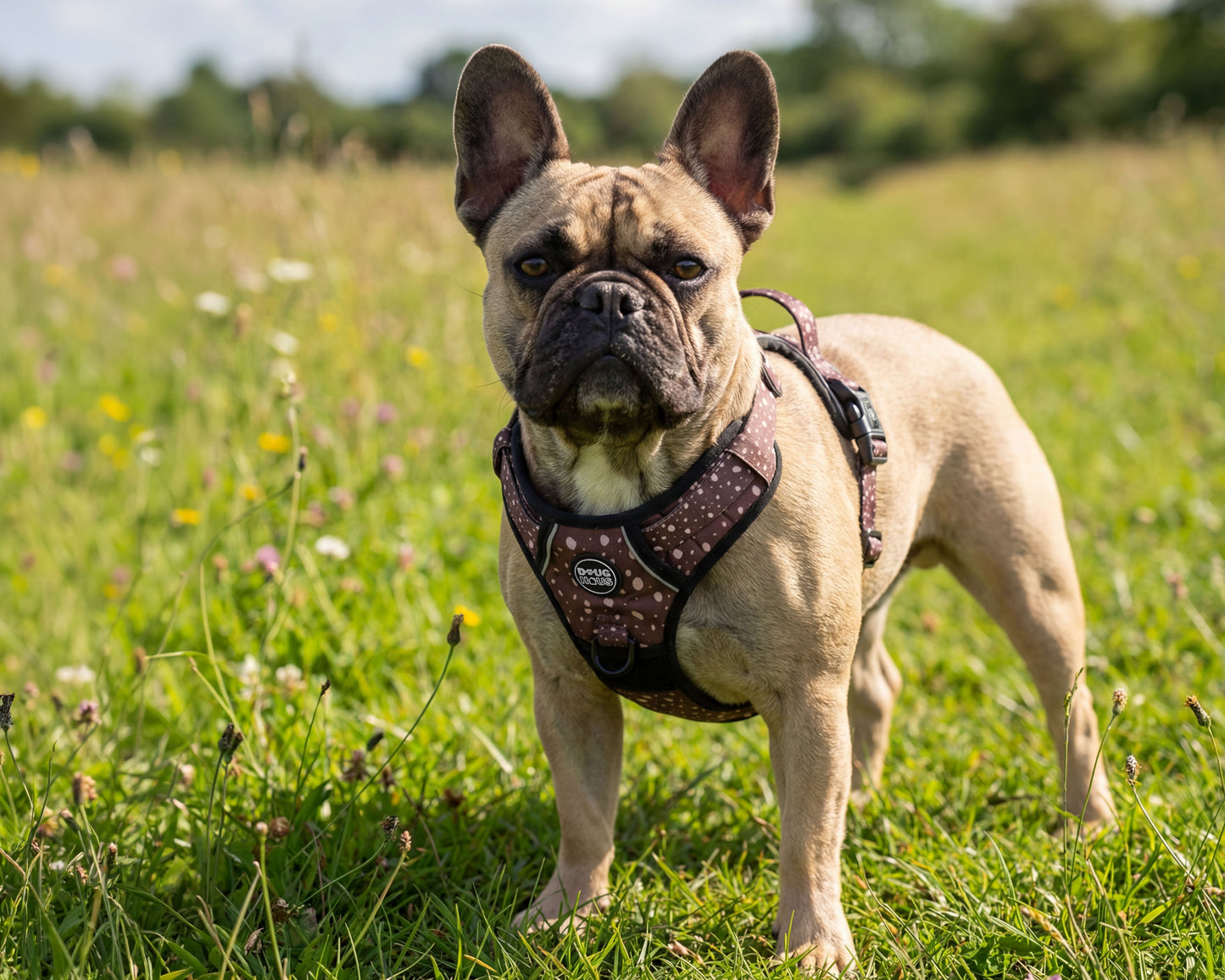 Adjustable Dog Harness | Premium Neutral Dog Harness for Everyday Walks