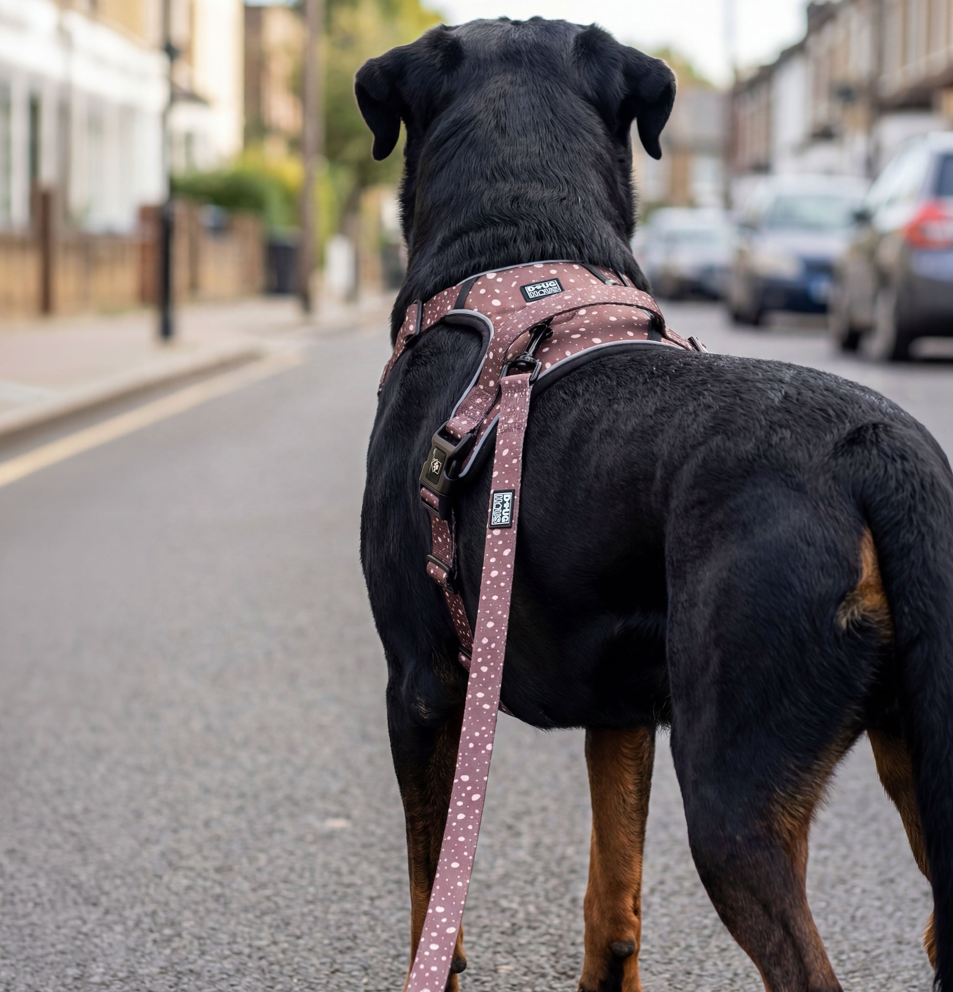 Premium adjustable neutral dog lead by Doug Haus