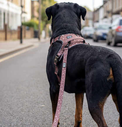 Premium adjustable neutral dog lead by Doug Haus