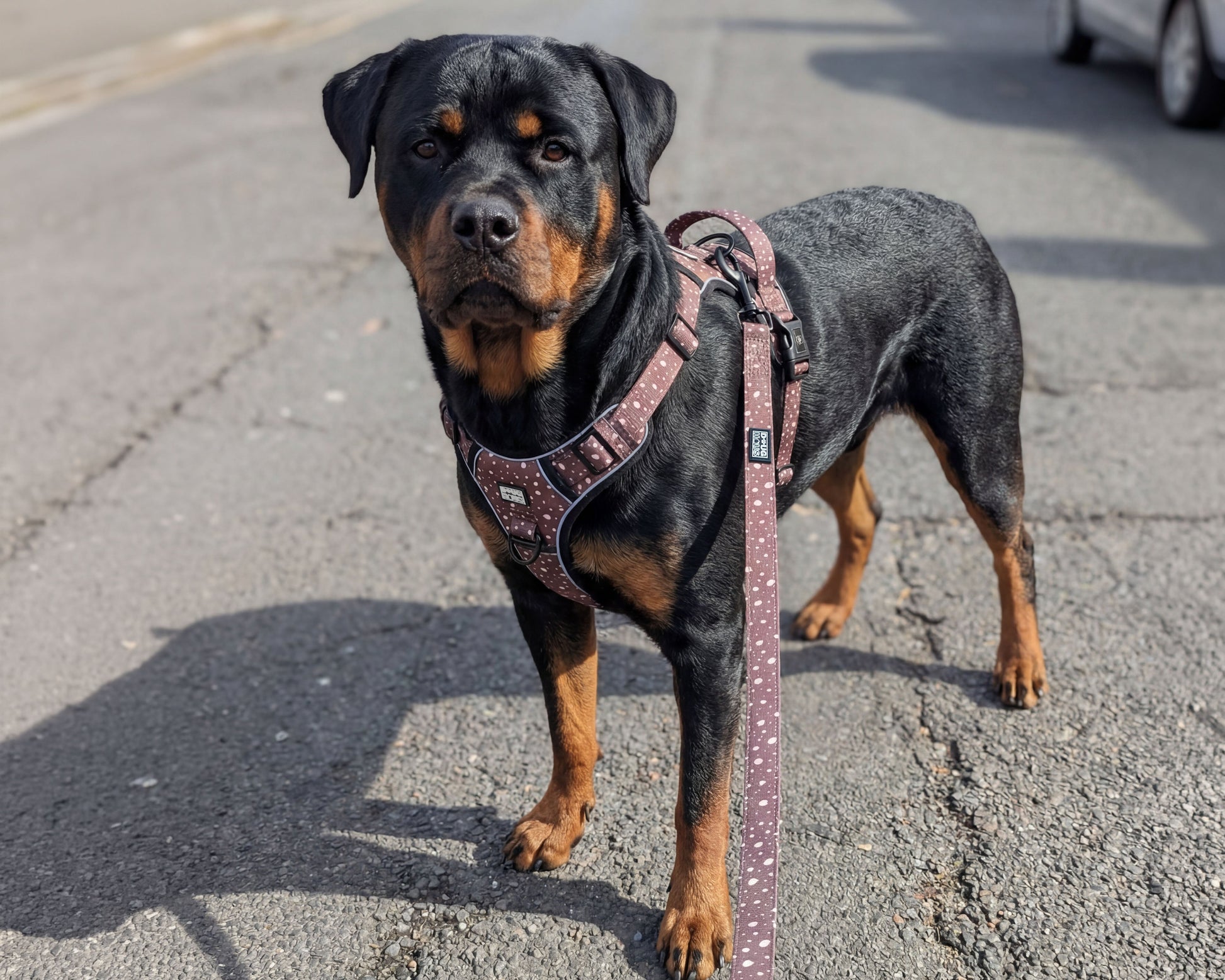 Rottweiler dog on a leash standing on a street with cars and houses in the background