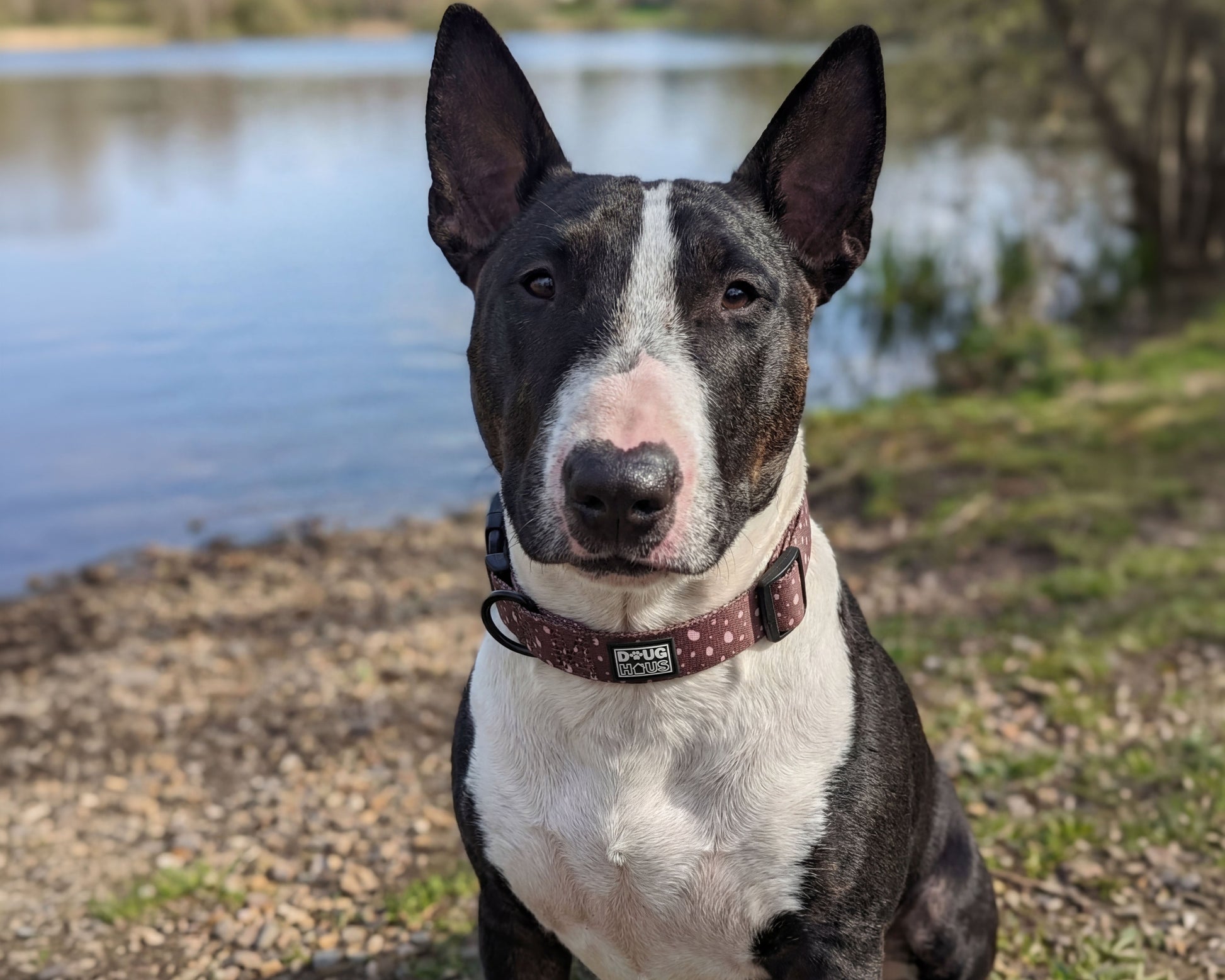 Premium adjustable neutral dog collar by Doug Haus