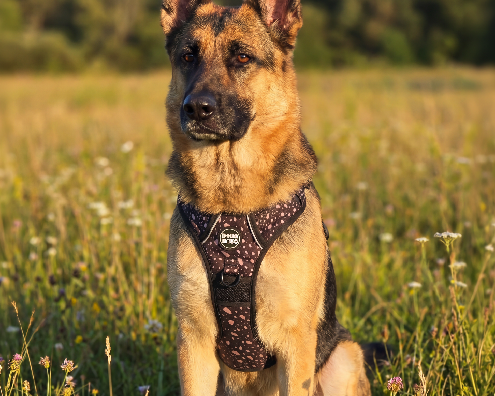 Comfortable neutral dog harness in black and beige